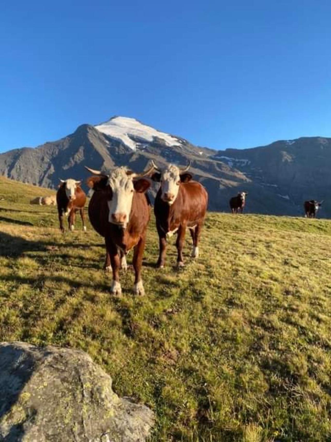 "L'Ancolie" Appartement De Charme 4 Personnes A Val Cenis Termignon Eksteriør billede